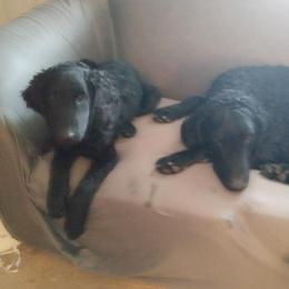 Curly-Coated Retrievers from Jollycurl Curly-Coated Retrievers