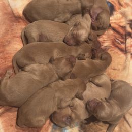 Golden Retriever Puppies from Companion Goldens of the Carolinas