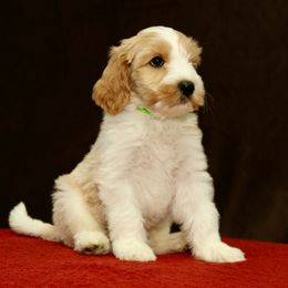 Ryder - Apricot male Australian Labradoodle puppy in Stanwood, Washington from Victoria Creek Australian Labradoodles