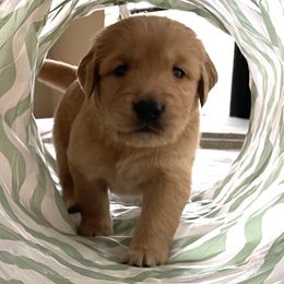 Golden Retrievers from Galvan Goldens