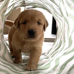 Golden Retrievers from Galvan Goldens