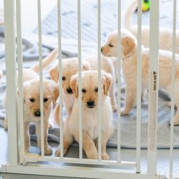 Golden Retriever Puppies from Sweeter Than Honey Golden Retrievers, LLC.