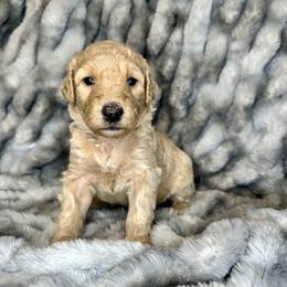 Aussiedoodle, Labradoodle, and Sheepadoodle Puppies from Boxcar Doodles and Poodles