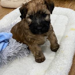Soft Coated Wheaten Terrier Puppies from Stratford Wheatens