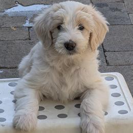 Hermia - Cream female Double Doodle puppy in Chula Vista, California from South Bay Double Doodles