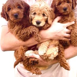 "Ron, Bill, & Molly" Goldendoodle Puppies from Indy Goldendoodles