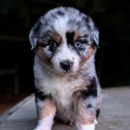 Wally - Blue merle male Australian Shepherd puppy in Pomeroy, Ohio from HJ's Aussies