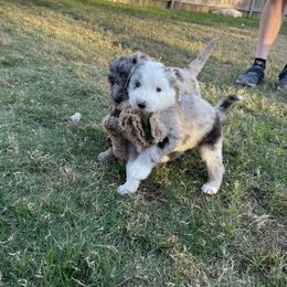 Sheepadoodle Puppies from Zydeco Doodles