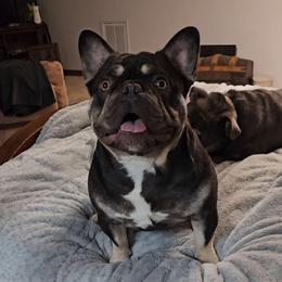 Timon - French Bulldog