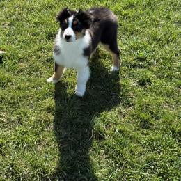 Australian Shepherd puppies from Silverstone Kennel