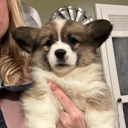 Holly - Sable female Pembroke Welsh Corgi puppy in New Auburn, Wisconsin from Cordell Corgis