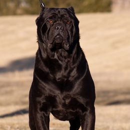 Ru - Cane Corso
