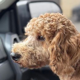 Chapo - Poodle