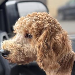 Chapo - Poodle