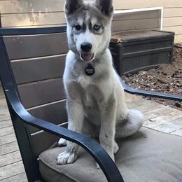 Siberian Husky Puppies from KPM Siberians