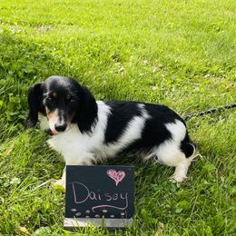 Daisy - Dachshund