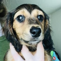 Billy - Dachshund