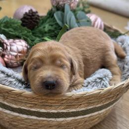 Snoopy (Green Collar) - Red  male Goldendoodle puppy in Bay City, Texas from Charming Doods