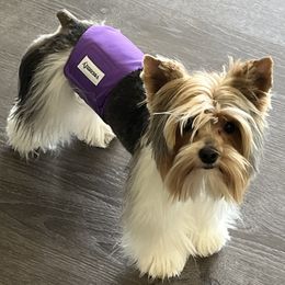 Tuxx - Yorkshire Terrier