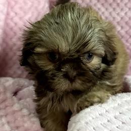 Lexi - Liver female Shih Tzu puppy in Covington, Georgia from Top Hats 2  Shih Tzu’s