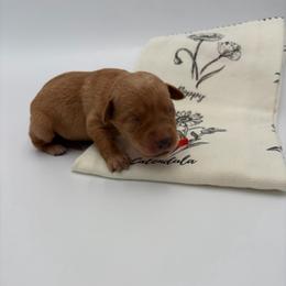 Orange - Yellow female Labrador Retriever puppy in Heath Springs, South Carolina from Rich Hill Retrievers
