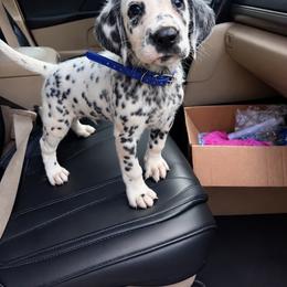 Sapphire - White and black male Dalmatian puppy in Bremen, Georgia from Clark’s Dalmatians