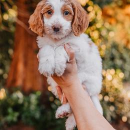 Purple girl - Parti female Goldendoodle puppy in Damascus, Oregon from Emma Doodles