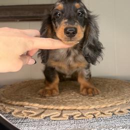 Starburst - Dapple male Dachshund puppy in Ava, Missouri from Beaver Creek Kennels