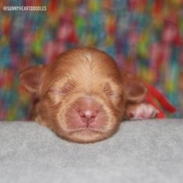 Acadia - Caramel female Australian Labradoodle puppy in Hackettstown, New Jersey from Sunny Heart Doodles