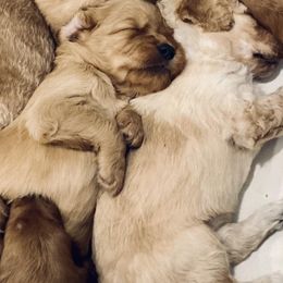 Goldendoodles from Shiloh’s Goldendoodles in Columbia, Missouri