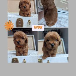 Thor - Red  male Goldendoodle puppy in Newdale, Idaho from Canyon Creek Puppies