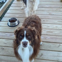 Miniature Australian Shepherds from JAM Creek Mini Aussies