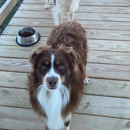 Miniature Australian Shepherds from JAM Creek Mini Aussies