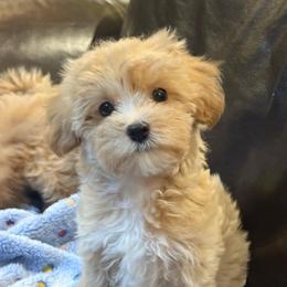 Carrie - Champagne female Maltipoo puppy in Lancaster, South Carolina from 3 Bs Havanese-PUPPIES with  PURPOSE