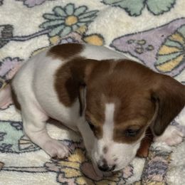 Girl 1 - Red female Dachshund puppy in Nampa, Idaho from 208 Wiener Wiggle Butts LLC