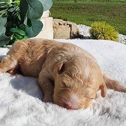 Theodore - Cream male Havapoo puppy in Dothan, Alabama from Farquharson's Poodles&Doodles