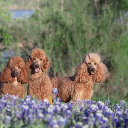 Poodles from Independence Poodles