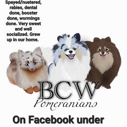 Retired adult - Pomeranian