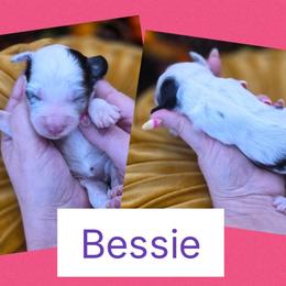 Bessie - Merle female Goldendoodle puppy in Decatur, Tennessee from Diamond's Doodles
