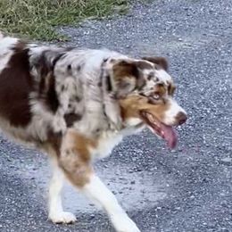 Sophie  - Miniature Australian Shepherd