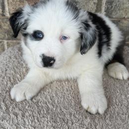 Comet - Blue merle male Australian Shepherd puppy in Harrah, Oklahoma from Kamm's Aussies