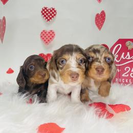 Dachshund Puppies from Life With Mini Paws