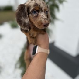 Charlie - Dapple male Dachshund puppy in North Fort Myers, Florida from Trust Fund Devil Kennel
