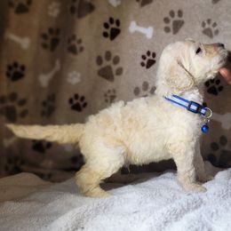 Poodle Puppies from Blue Paws Kennel