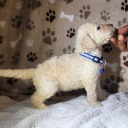 Poodle Puppies from Blue Paws Kennel