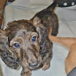 AKC dark red brindle girl - Brindle female Dachshund puppy in Barstow, California from Samy's Dachshund Den