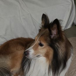 Shetland Sheepdogs from Willow Pond Farm Shelties