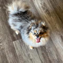 Paris - Pomeranian