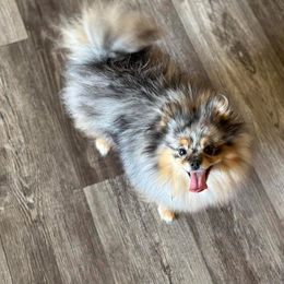 Paris - Pomeranian