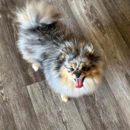 Paris - Pomeranian